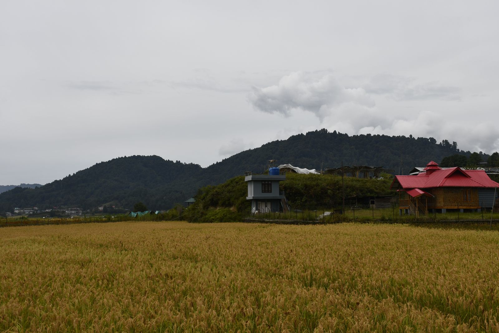 Ziro Music Festival moment 8 — BreakBag